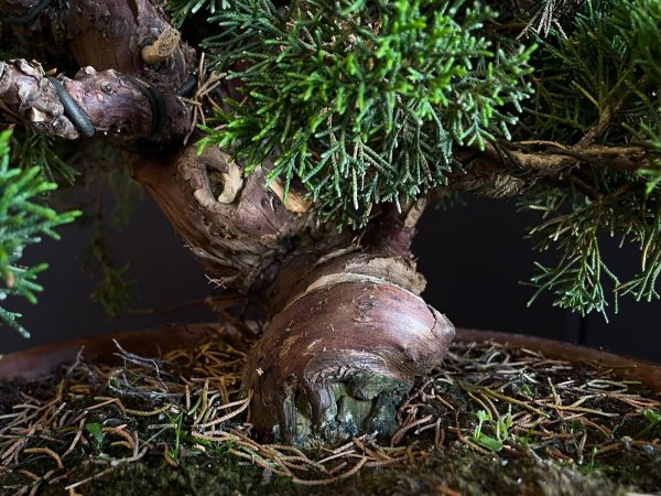 25I-NG-19-2 JUNIPERUS CHINENSIS ITOIWAGA