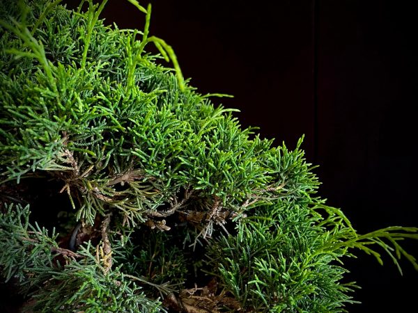25I-NG-19-2 JUNIPERUS CHINENSIS ITOIWAGA