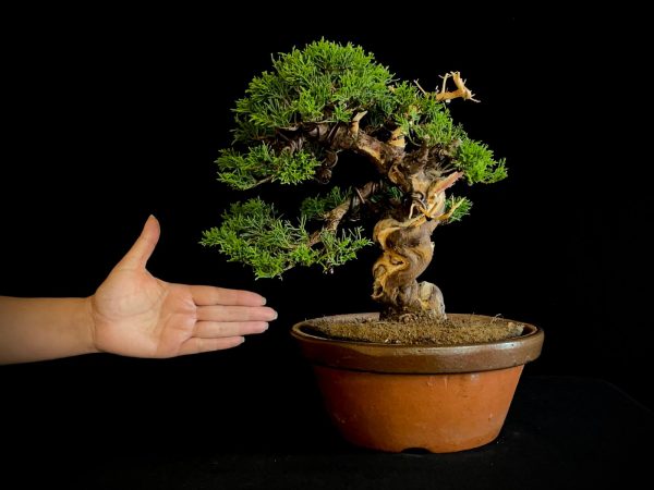 25I-NG-19-2 JUNIPERUS CHINENSIS ITOIWAGA