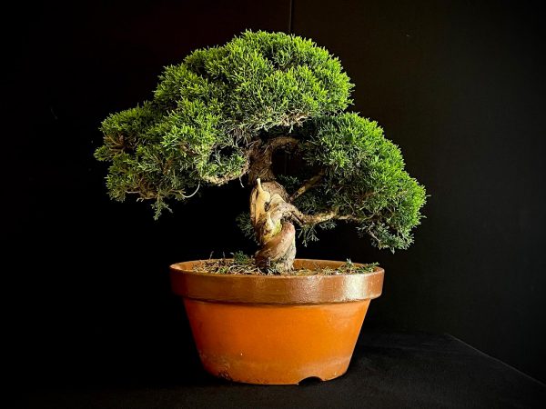 25I-NG-19-3 JUNIPERUS CHINENSIS ITOIWAGA