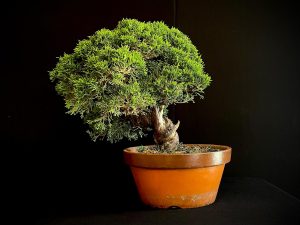 25I-NG-19-3 JUNIPERUS CHINENSIS ITOIWAGA