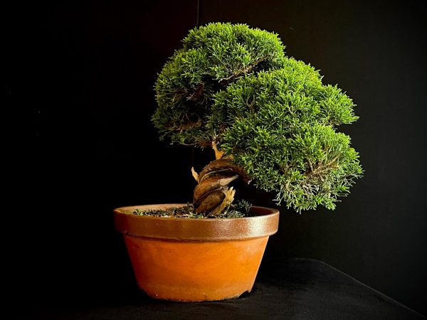 25I-NG-19-3 JUNIPERUS CHINENSIS ITOIWAGA