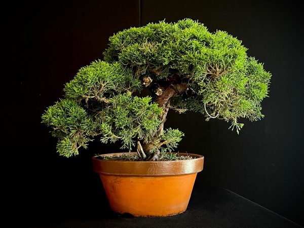 25I-NG-19-3 JUNIPERUS CHINENSIS ITOIWAGA