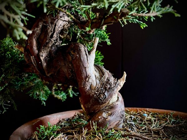 25I-NG-19-3 JUNIPERUS CHINENSIS ITOIWAGA