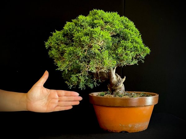 25I-NG-19-3 JUNIPERUS CHINENSIS ITOIWAGA