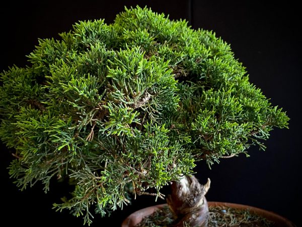 25I-NG-19-3 JUNIPERUS CHINENSIS ITOIWAGA