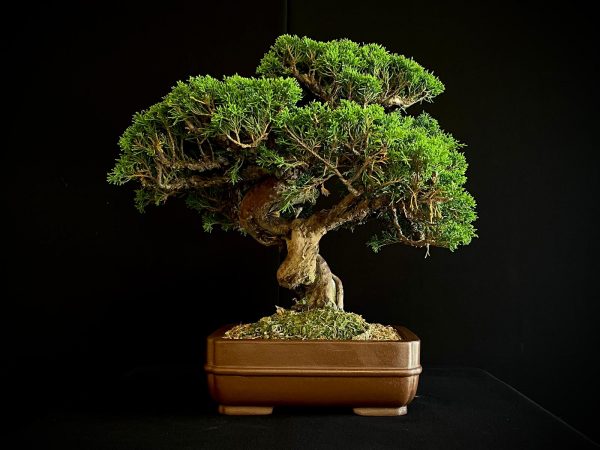 25I-NG-19-4 JUNIPERUS CHINENSIS ITOIWAGA