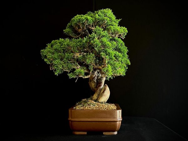 25I-NG-19-4 JUNIPERUS CHINENSIS ITOIWAGA
