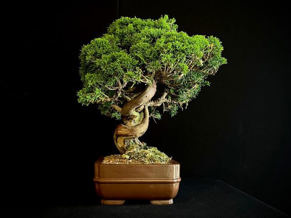 25I-NG-19-4 JUNIPERUS CHINENSIS ITOIWAGA