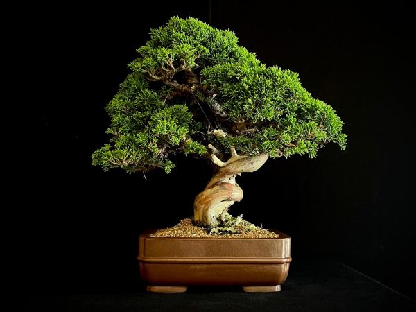25I-NG-19-4 JUNIPERUS CHINENSIS ITOIWAGA