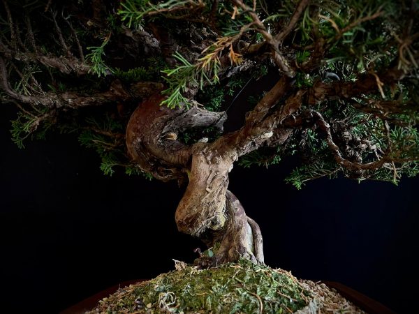 25I-NG-19-4 JUNIPERUS CHINENSIS ITOIWAGA