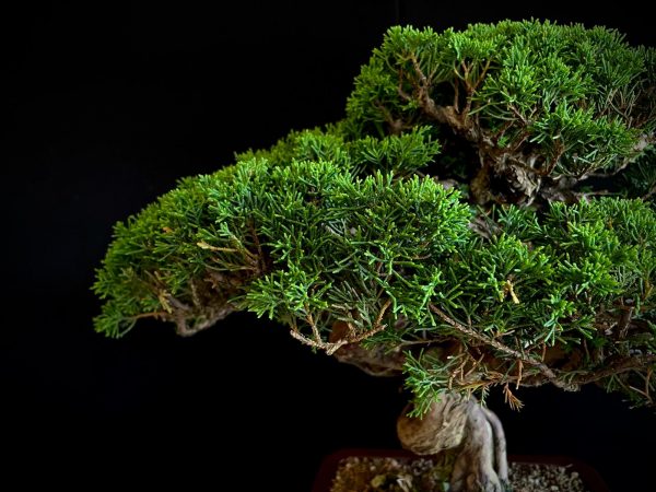 25I-NG-19-4 JUNIPERUS CHINENSIS ITOIWAGA