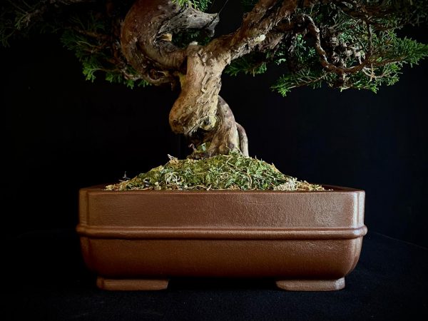 25I-NG-19-4 JUNIPERUS CHINENSIS ITOIWAGA