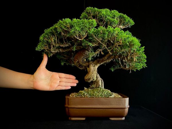 25I-NG-19-4 JUNIPERUS CHINENSIS ITOIWAGA
