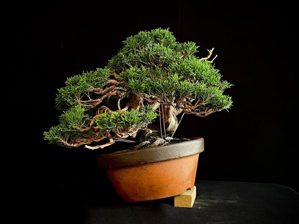 25I-NG-24 JUNIPERUS CHINENSIS ITOIWAGA