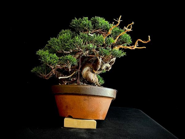 25I-NG-24 JUNIPERUS CHINENSIS ITOIWAGA