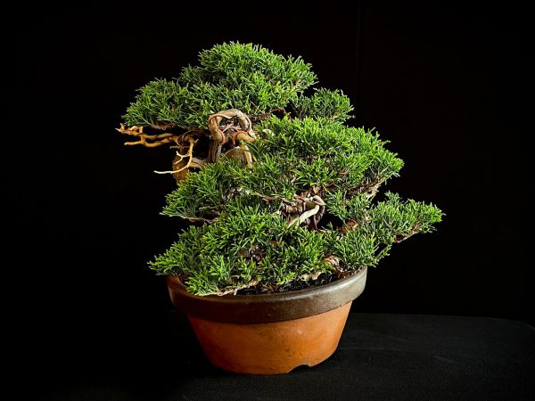 25I-NG-24 JUNIPERUS CHINENSIS ITOIWAGA