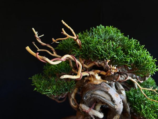 25I-NG-24 JUNIPERUS CHINENSIS ITOIWAGA