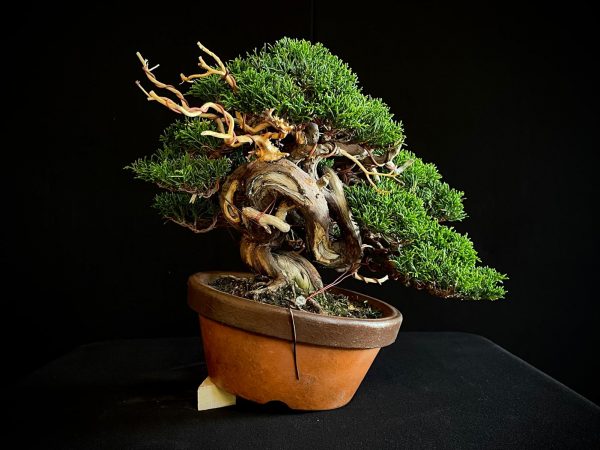 25I-NG-24 JUNIPERUS CHINENSIS ITOIWAGA