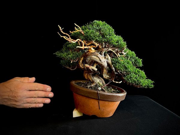 25I-NG-24 JUNIPERUS CHINENSIS ITOIWAGA