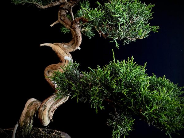 25I-NG-26 JUNIPERUS CHINENSIS ITOIWAGA