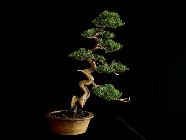 25I-NG-26 JUNIPERUS CHINENSIS ITOIWAGA