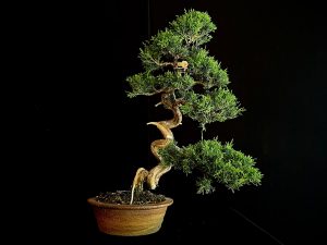 25I-NG-26 JUNIPERUS CHINENSIS ITOIWAGA