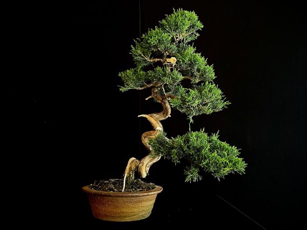 25I-NG-26 JUNIPERUS CHINENSIS ITOIWAGA