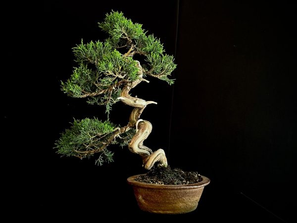 25I-NG-26 JUNIPERUS CHINENSIS ITOIWAGA