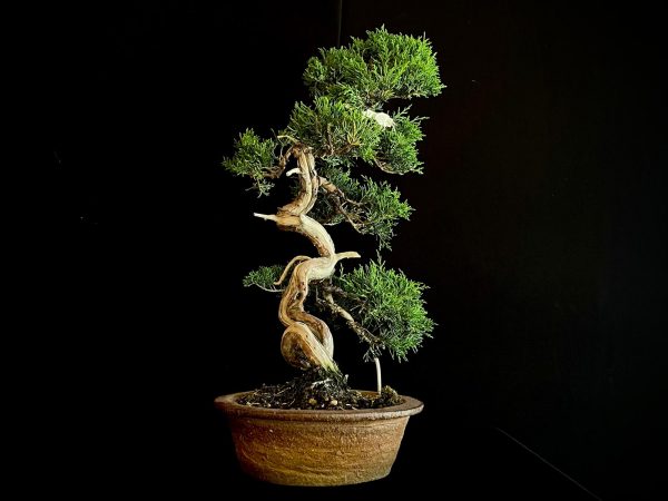 25I-NG-26 JUNIPERUS CHINENSIS ITOIWAGA