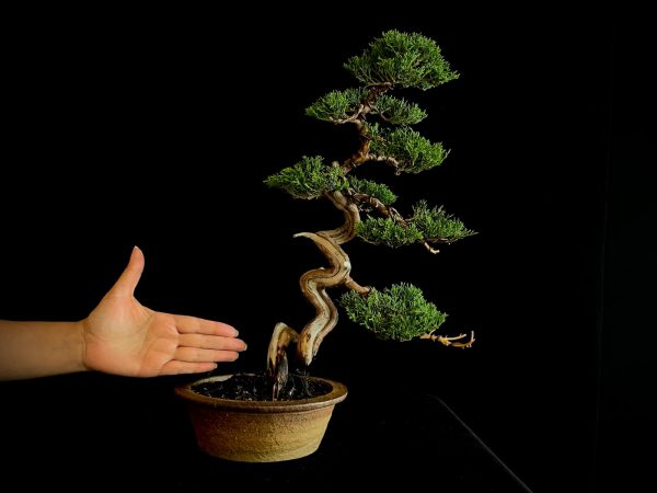 25I-NG-26 JUNIPERUS CHINENSIS ITOIWAGA