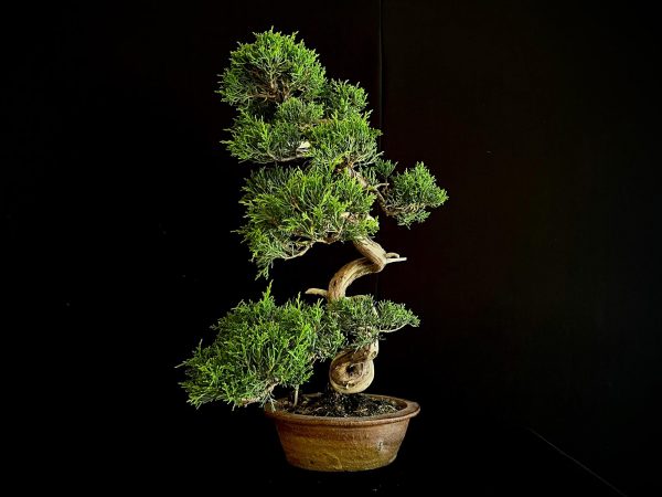 25I-NG-26 JUNIPERUS CHINENSIS ITOIWAGA