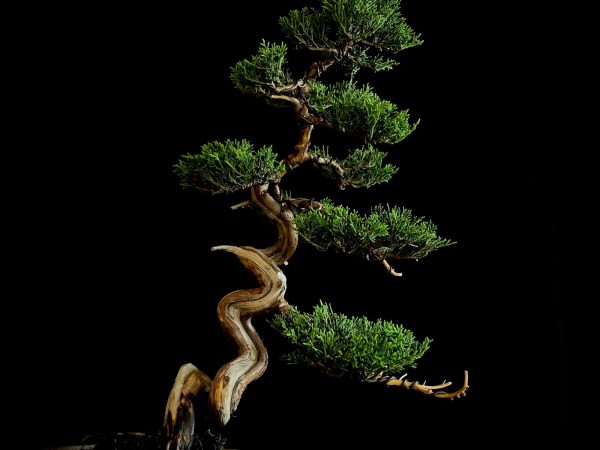 25I-NG-26 JUNIPERUS CHINENSIS ITOIWAGA