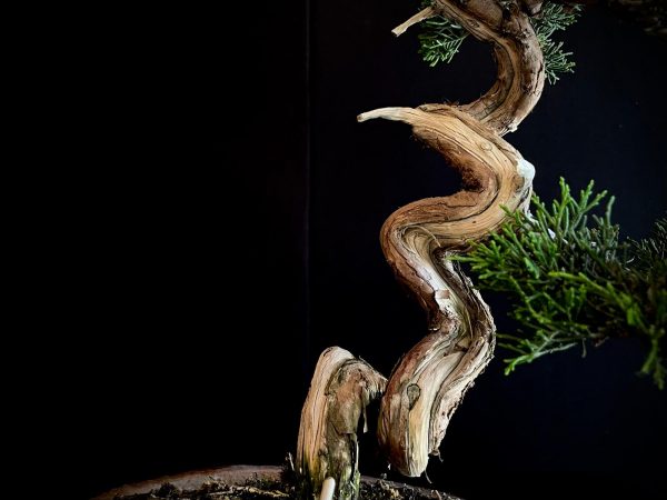 25I-NG-26 JUNIPERUS CHINENSIS ITOIWAGA