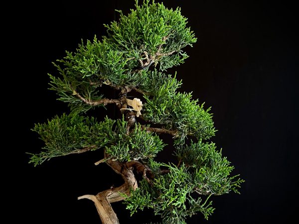 25I-NG-26 JUNIPERUS CHINENSIS ITOIWAGA