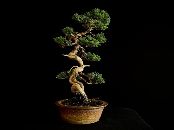 25I-NG-26 JUNIPERUS CHINENSIS ITOIWAGA
