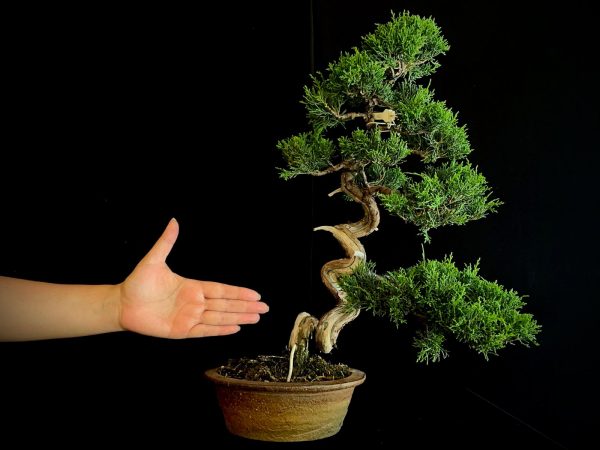 25I-NG-26 JUNIPERUS CHINENSIS ITOIWAGA
