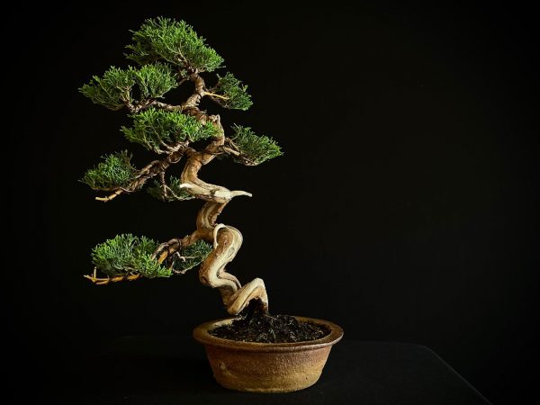 25I-NG-26 JUNIPERUS CHINENSIS ITOIWAGA