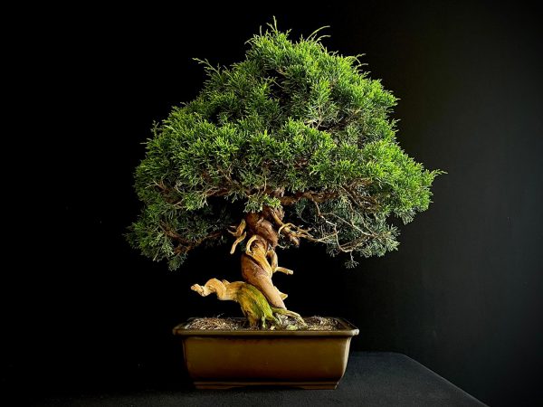 25I-NG-27 JUNIPERUS CHINENSIS ITOIWAGA