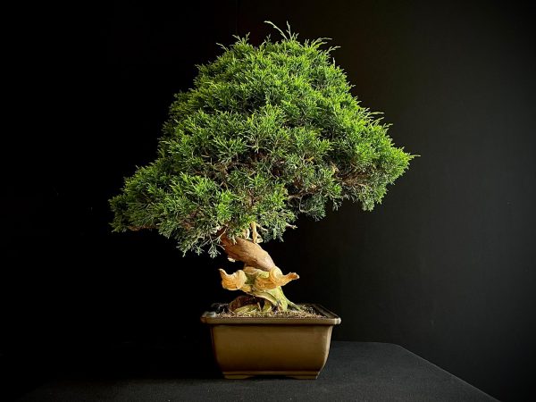 25I-NG-27 JUNIPERUS CHINENSIS ITOIWAGA