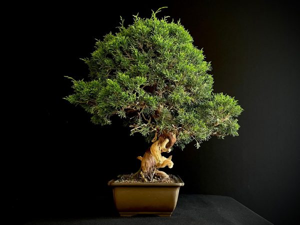 25I-NG-27 JUNIPERUS CHINENSIS ITOIWAGA