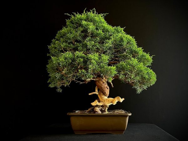 25I-NG-27 JUNIPERUS CHINENSIS ITOIWAGA