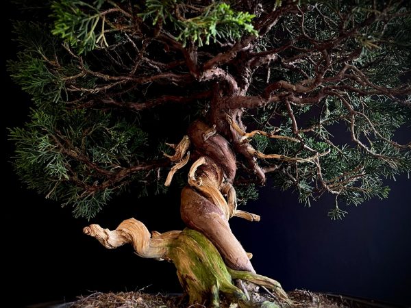 25I-NG-27 JUNIPERUS CHINENSIS ITOIWAGA