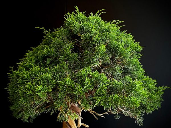 25I-NG-27 JUNIPERUS CHINENSIS ITOIWAGA