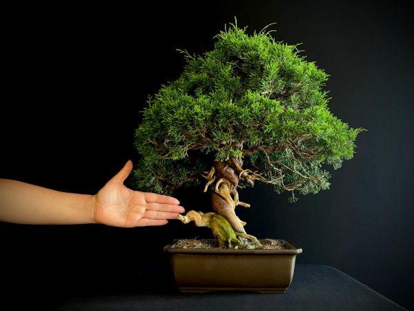25I-NG-27 JUNIPERUS CHINENSIS ITOIWAGA