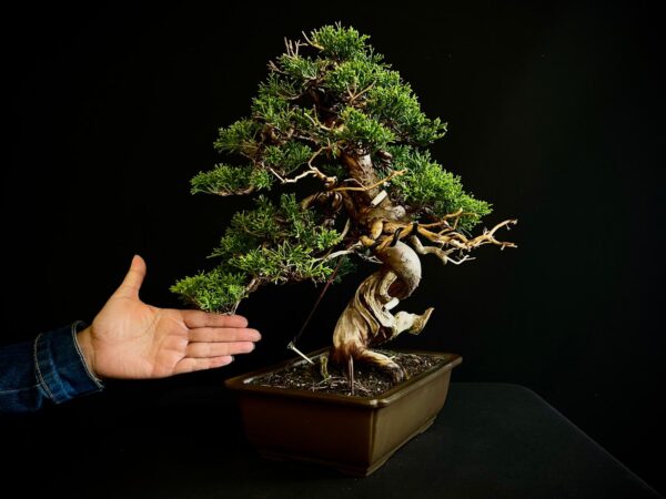 25I-NG-27 JUNIPERUS CHINENSIS ITOIWAGA