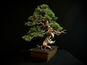 25I-NG-27 JUNIPERUS CHINENSIS ITOIWAGA