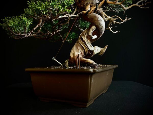 25I-NG-27 JUNIPERUS CHINENSIS ITOIWAGA