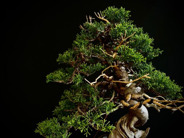 25I-NG-27 JUNIPERUS CHINENSIS ITOIWAGA