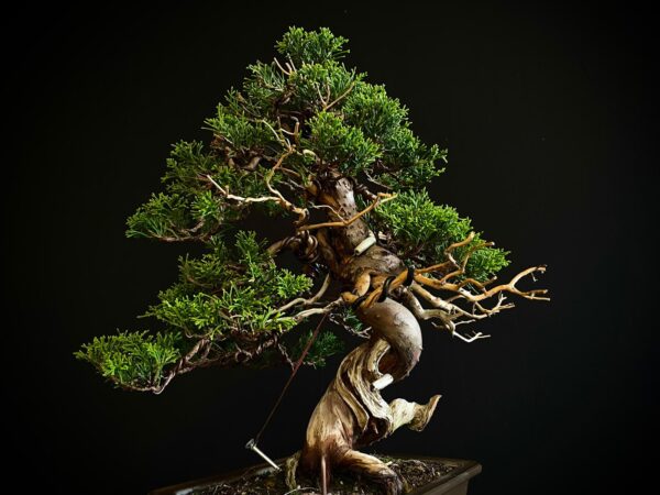 25I-NG-27 JUNIPERUS CHINENSIS ITOIWAGA